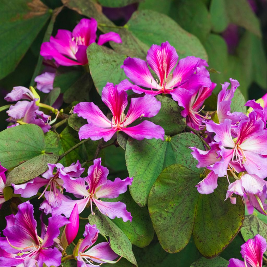 Albero delle orchidee - Bauhinia purpurea