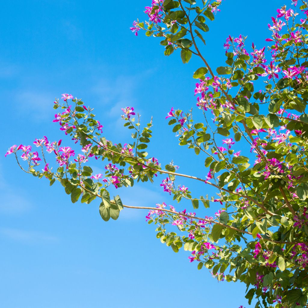 Albero delle orchidee - Bauhinia purpurea