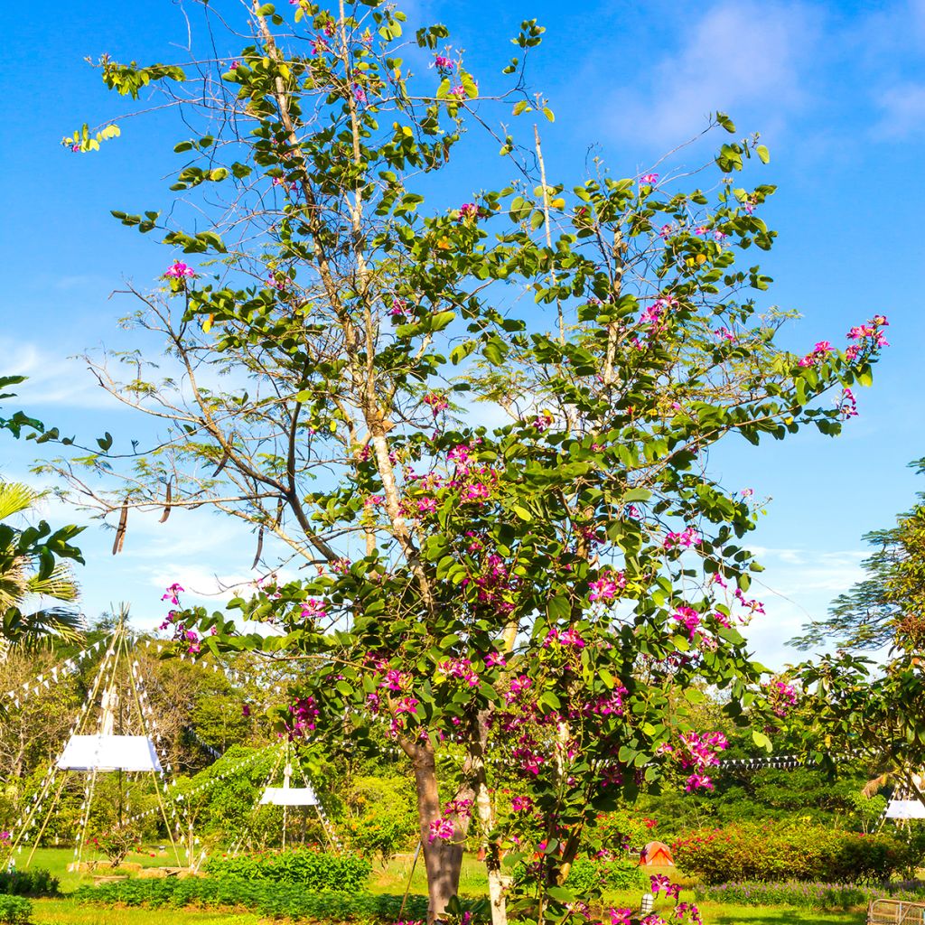 Albero delle orchidee - Bauhinia purpurea