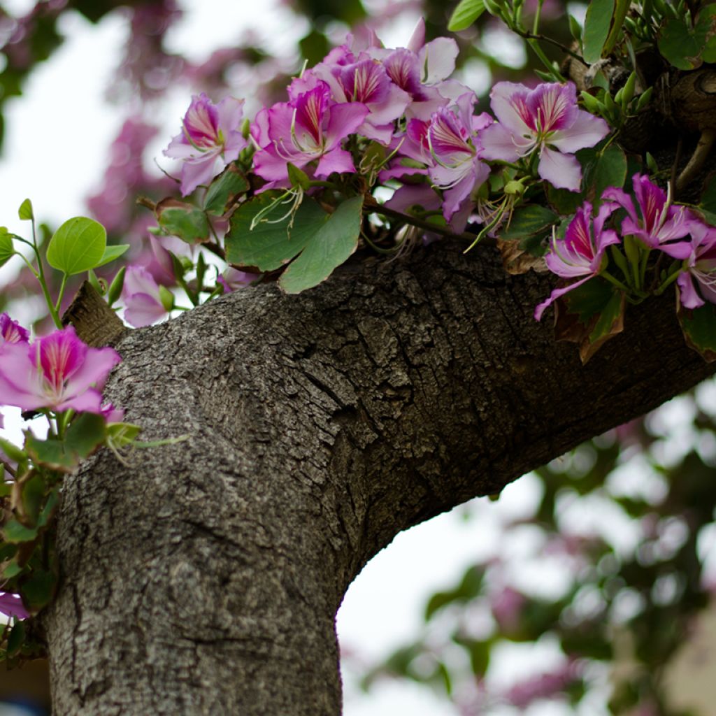 Bauhinia variegata - Albero delle orchidee