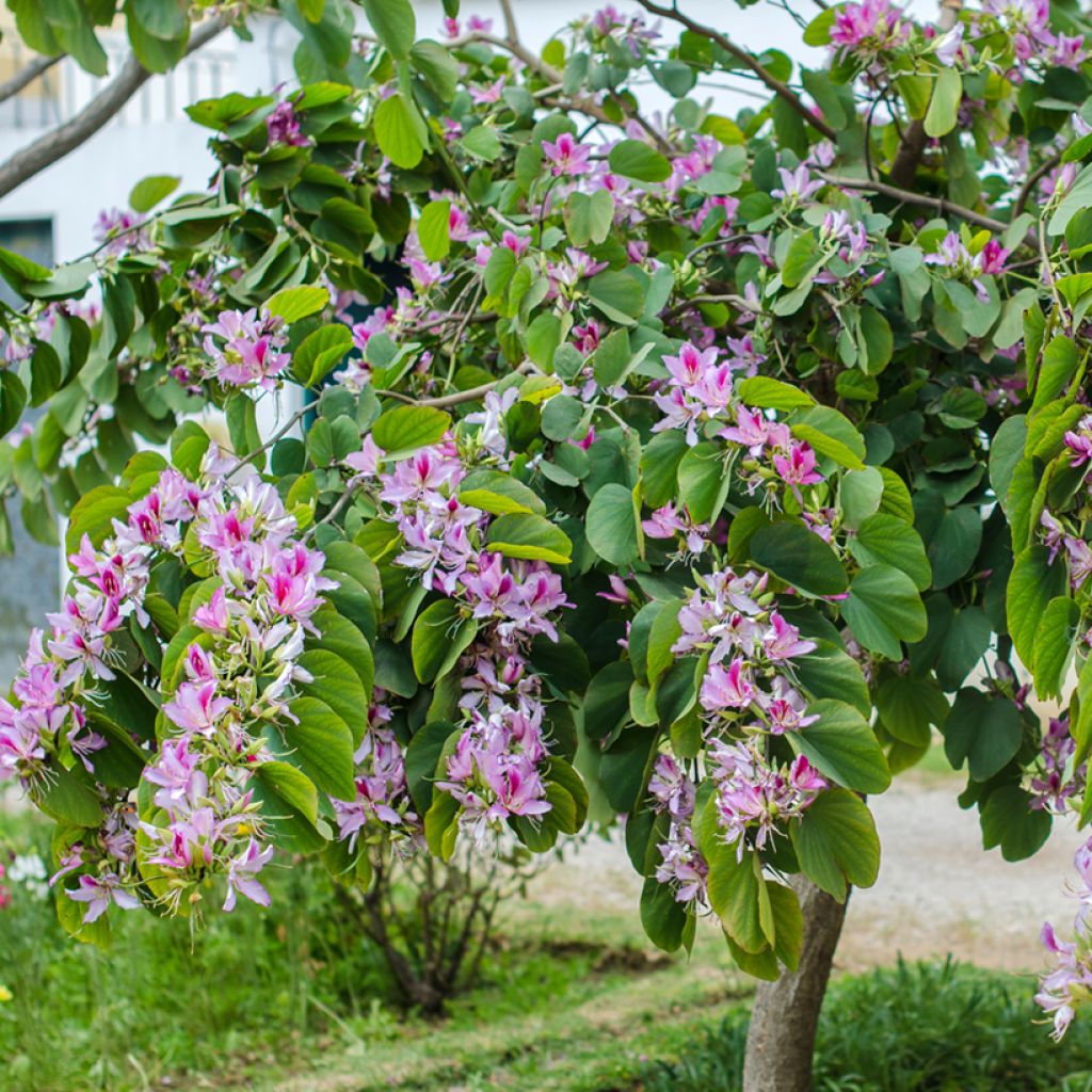 Bauhinia variegata - Albero delle orchidee