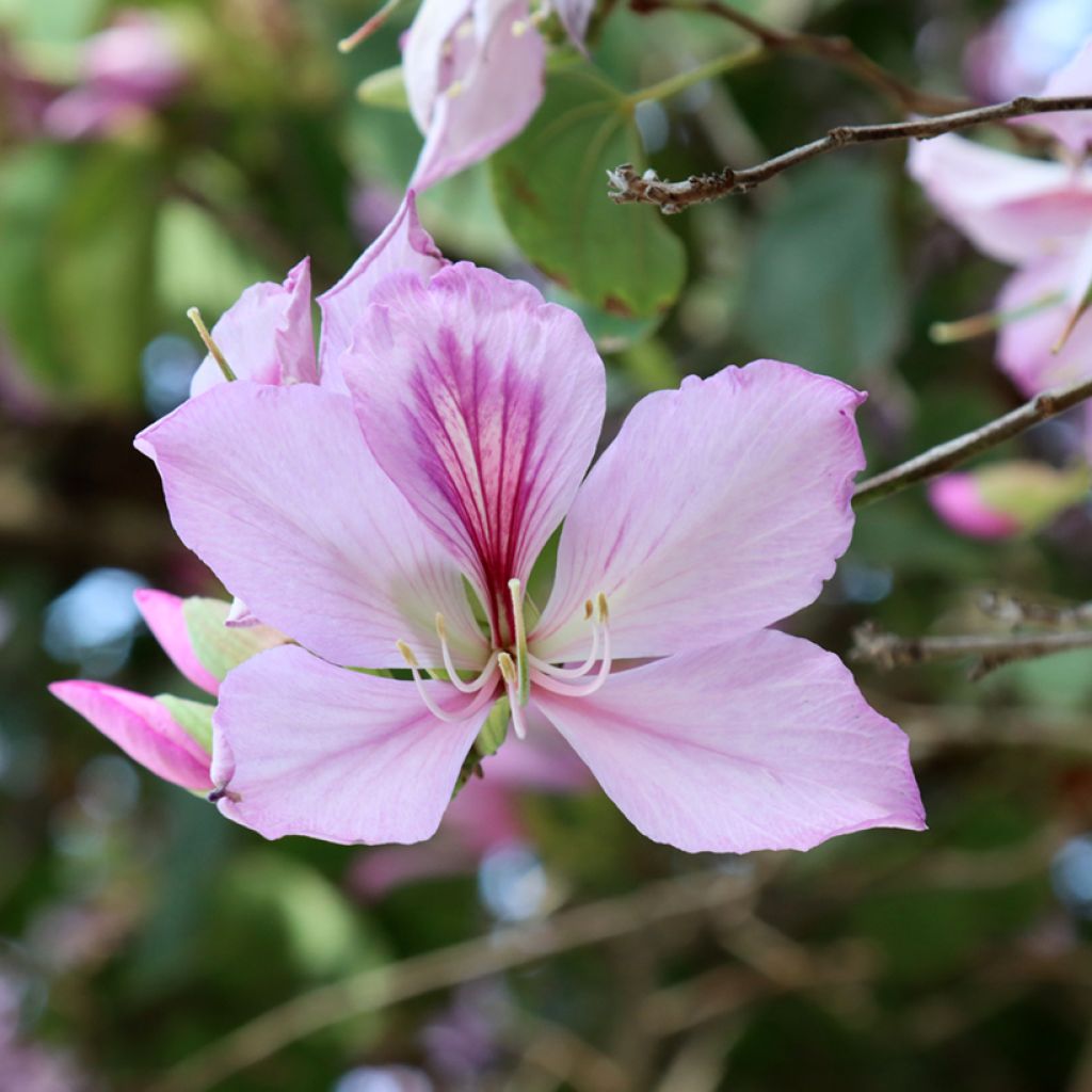 Bauhinia variegata - Albero delle orchidee
