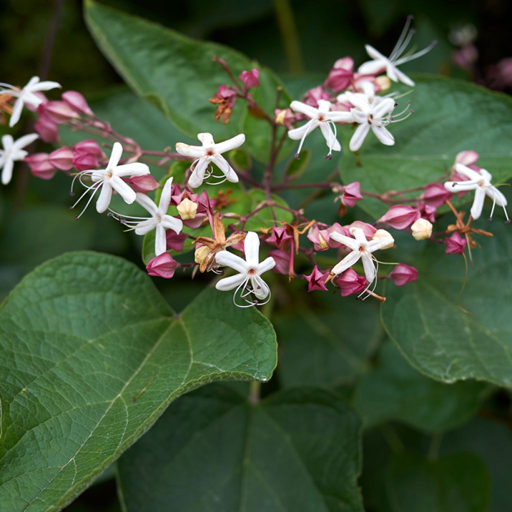 Clerodendrum trichotomum - Clerodendro