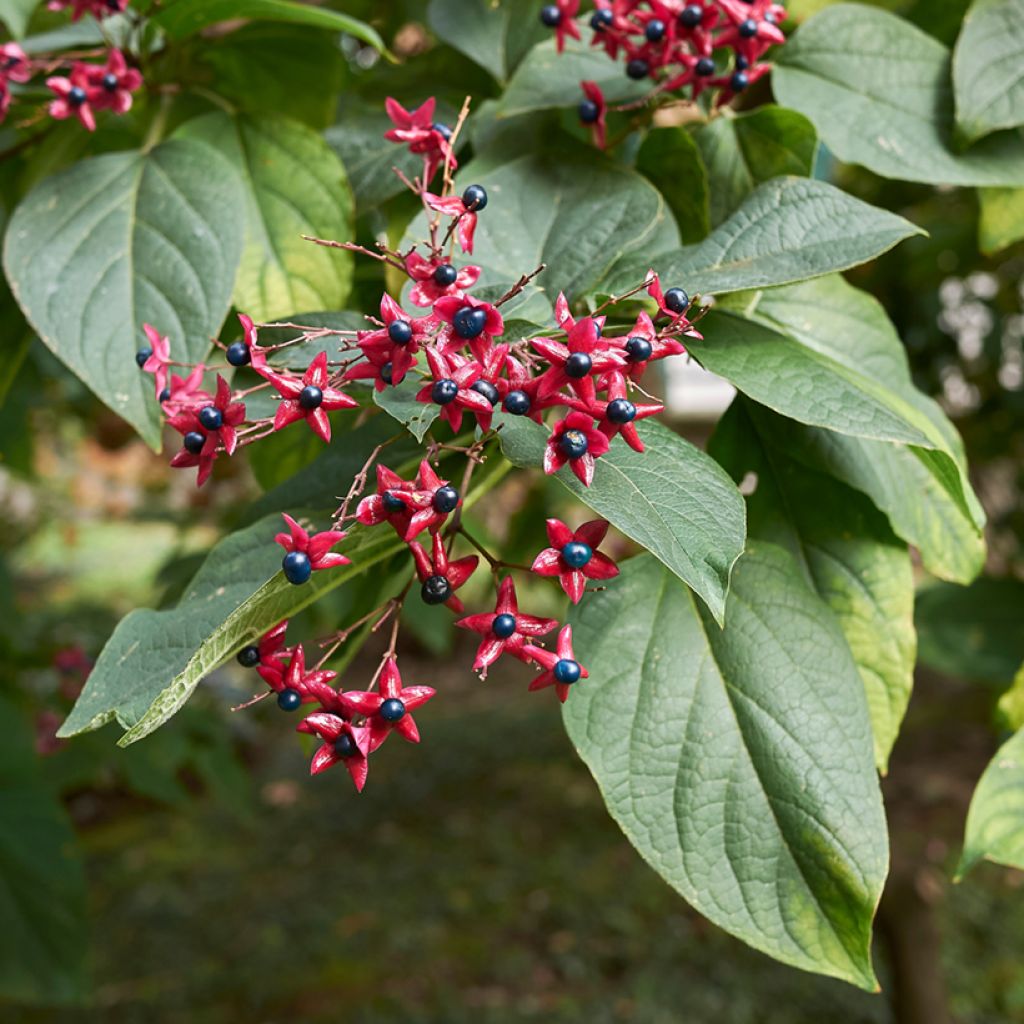 Clerodendrum trichotomum - Clerodendro