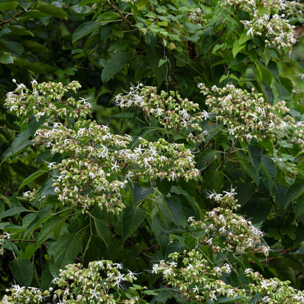 Clerodendro Fargesii - Clerodendrum trichotomum
