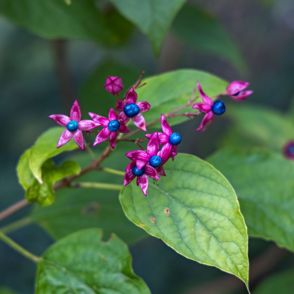 Clerodendro Fargesii - Clerodendrum trichotomum