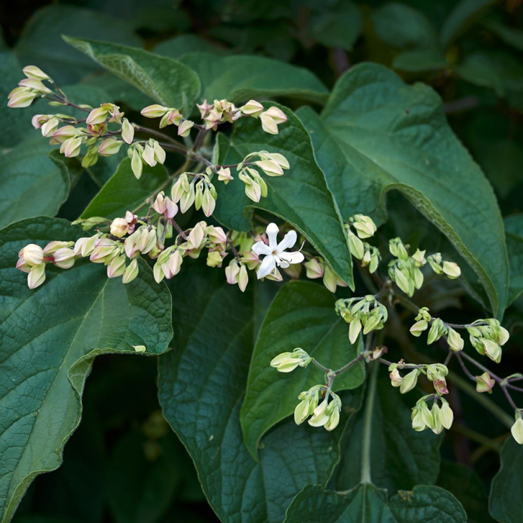 Clerodendro Fargesii - Clerodendrum trichotomum