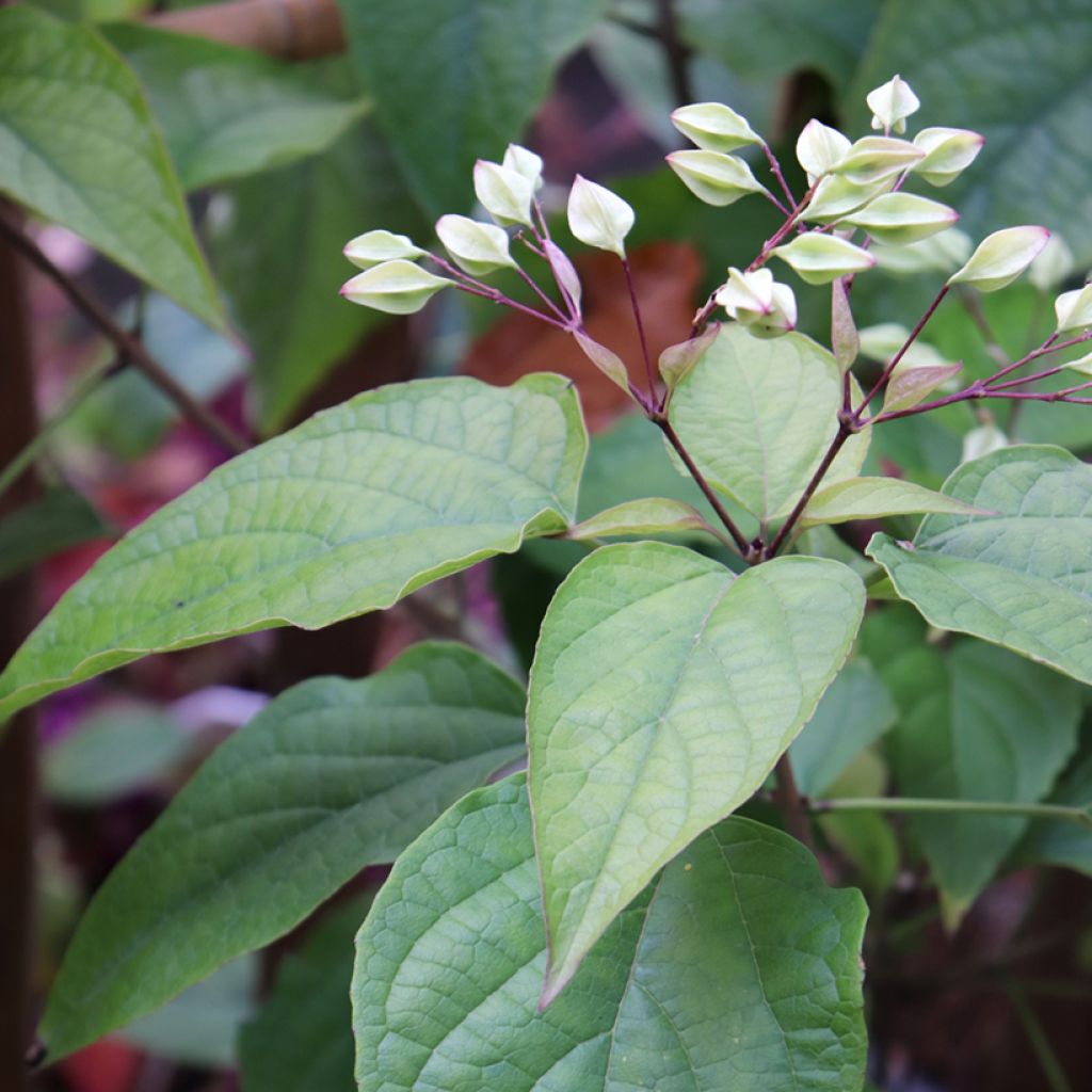 Clerodendro Fargesii - Clerodendrum trichotomum