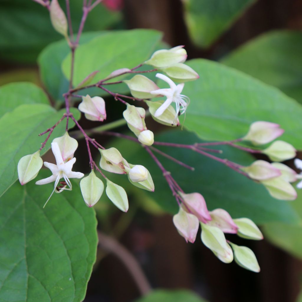 Clerodendro Fargesii - Clerodendrum trichotomum