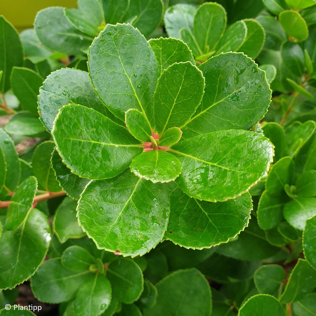 Arbutus unedo Peace and Love - Corbezzolo