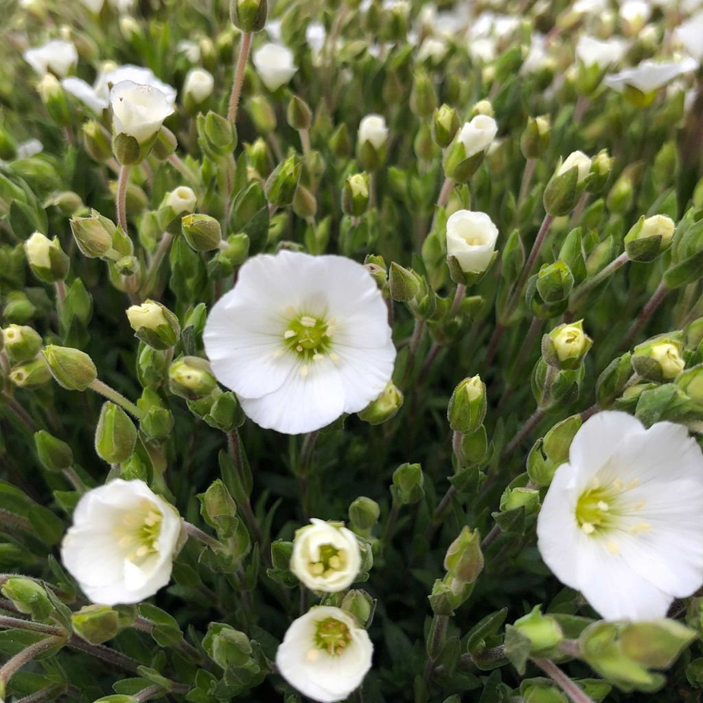 Arenaria montana - Sabline des Montagnes
