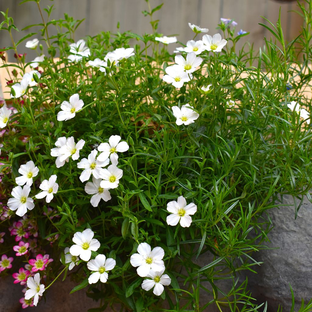 Arenaria montana