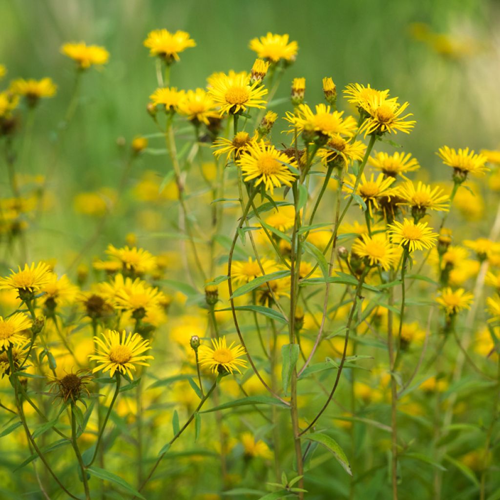 Arnica montana (semi) - Arnica