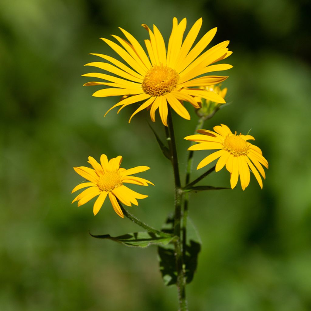 Arnica montana (semi) - Arnica