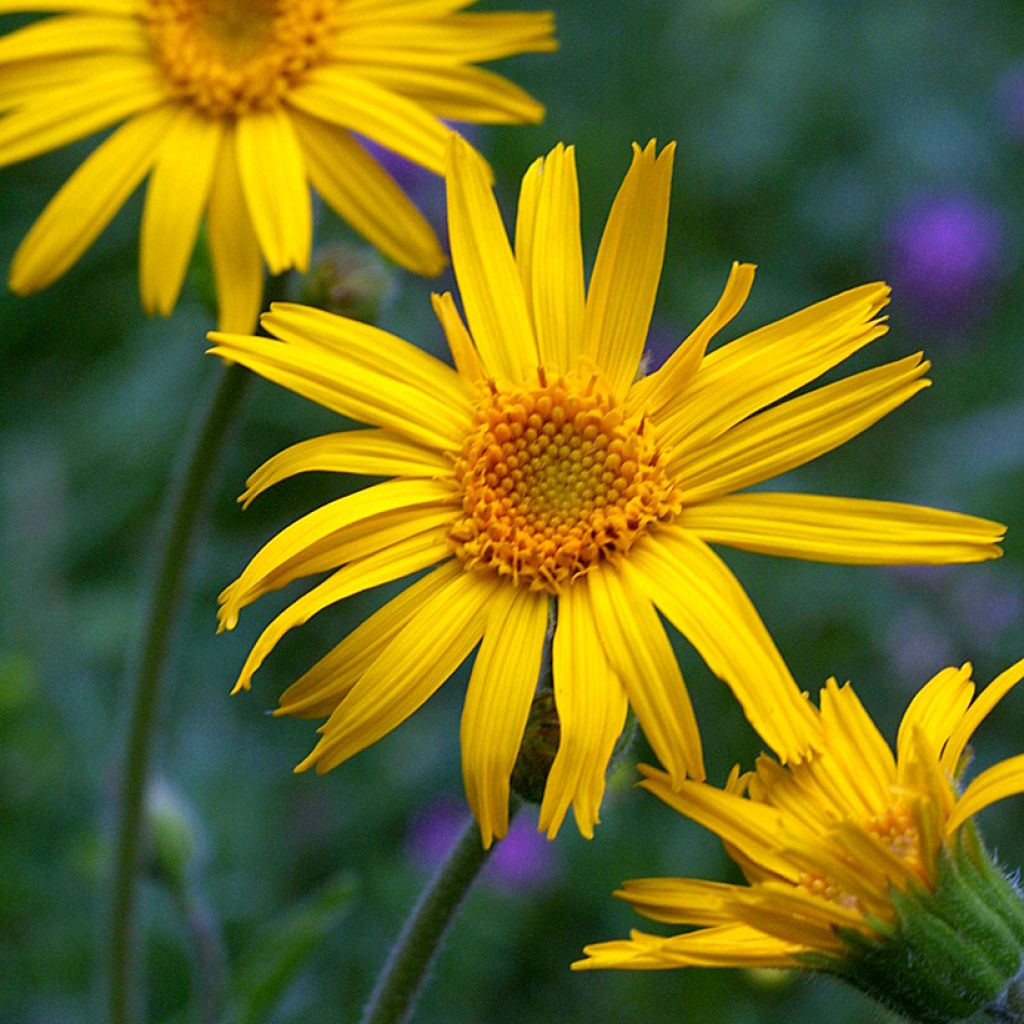 Arnica montana (semi) - Arnica