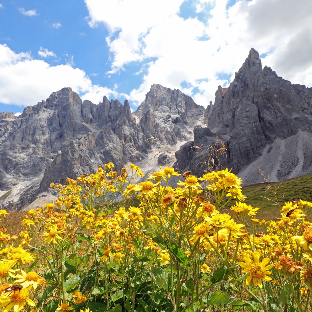 Arnica montana (semi) - Arnica
