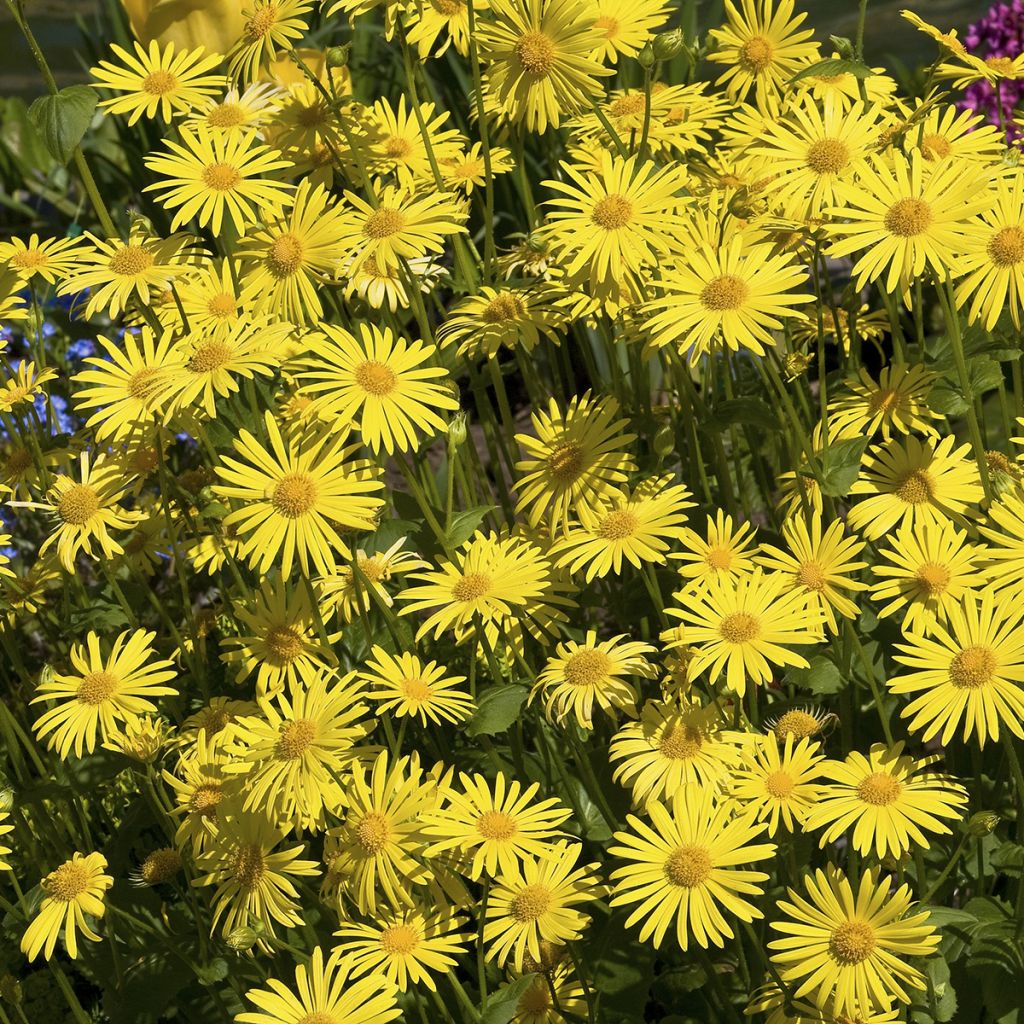 Arnica montana (semi) - Arnica