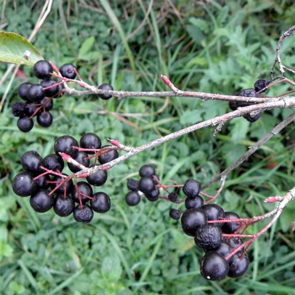 Aronia melanocarpa Professor Ed - Aronia nera