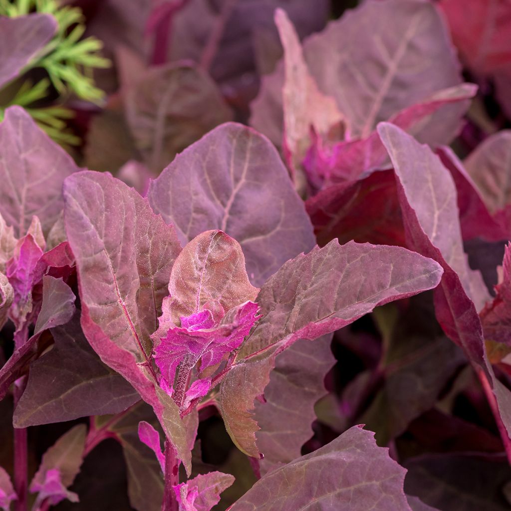 Atriplice degli orti