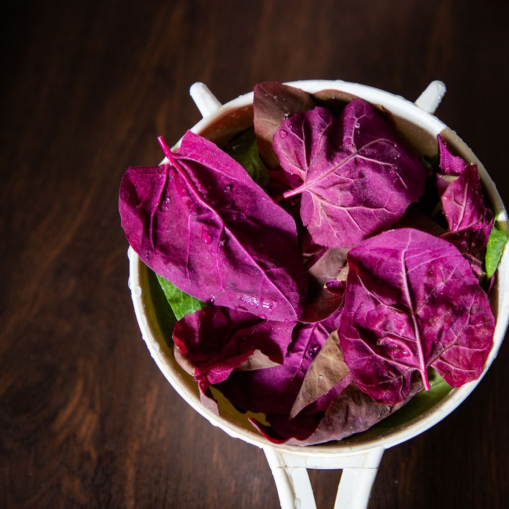 Atriplice degli orti