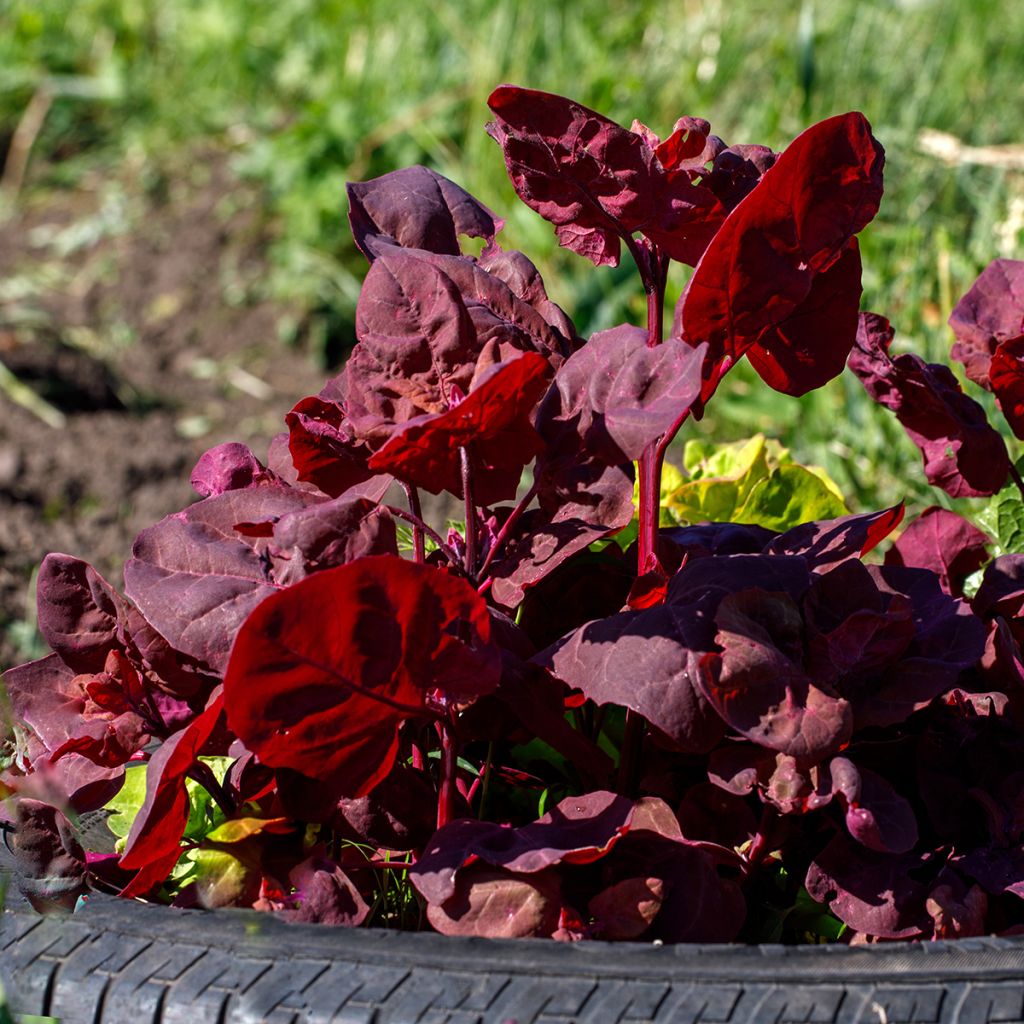 Atriplice degli orti