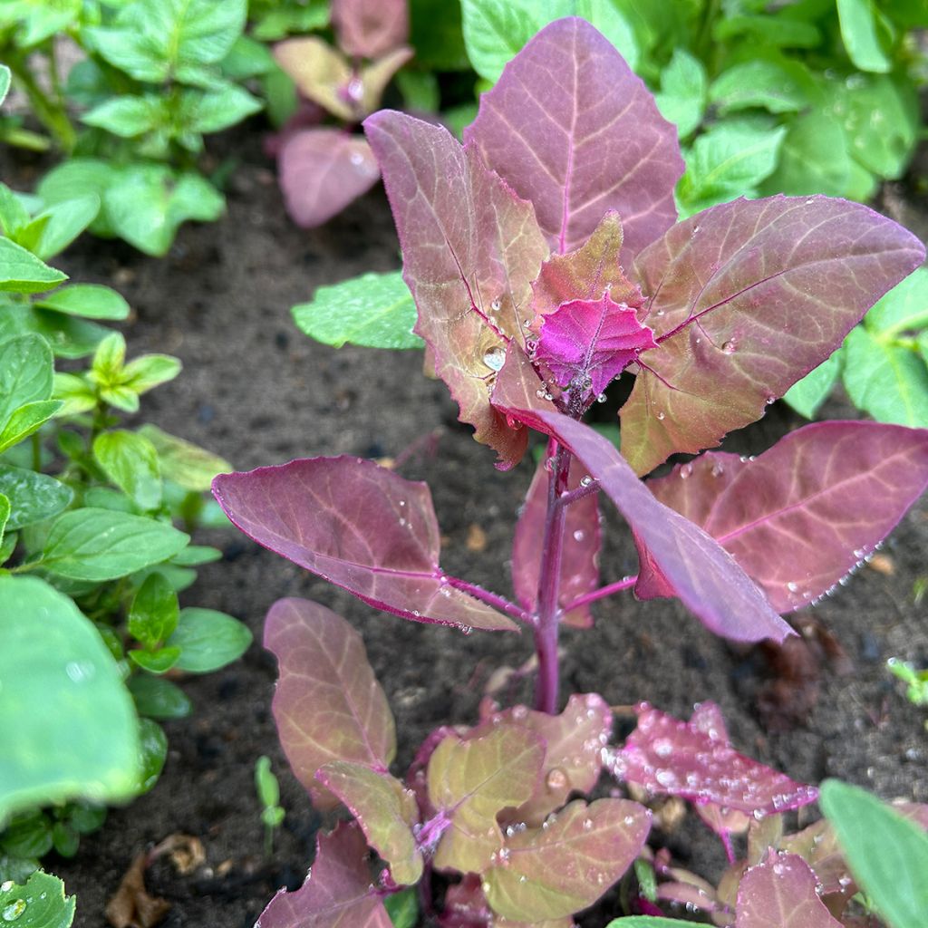 Atriplice degli orti