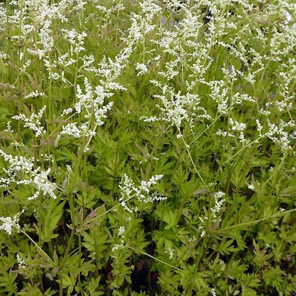 Artemisia lactiflora Jim Russel