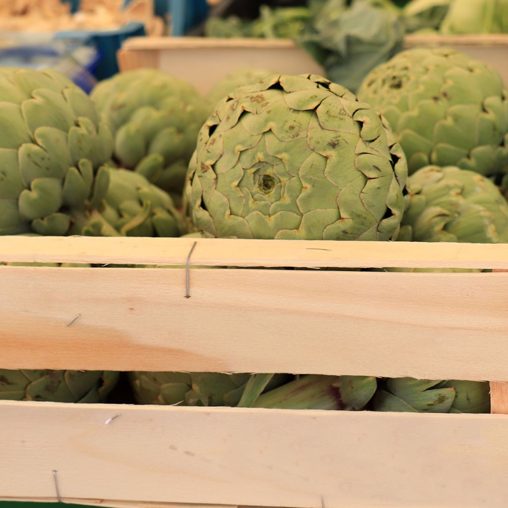 Carciofo Verde di Provenza