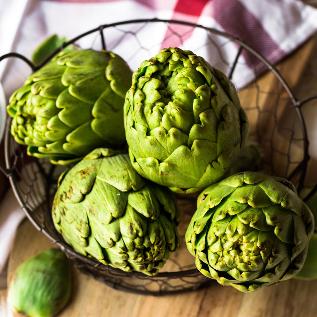 Carciofo Verde di Provenza