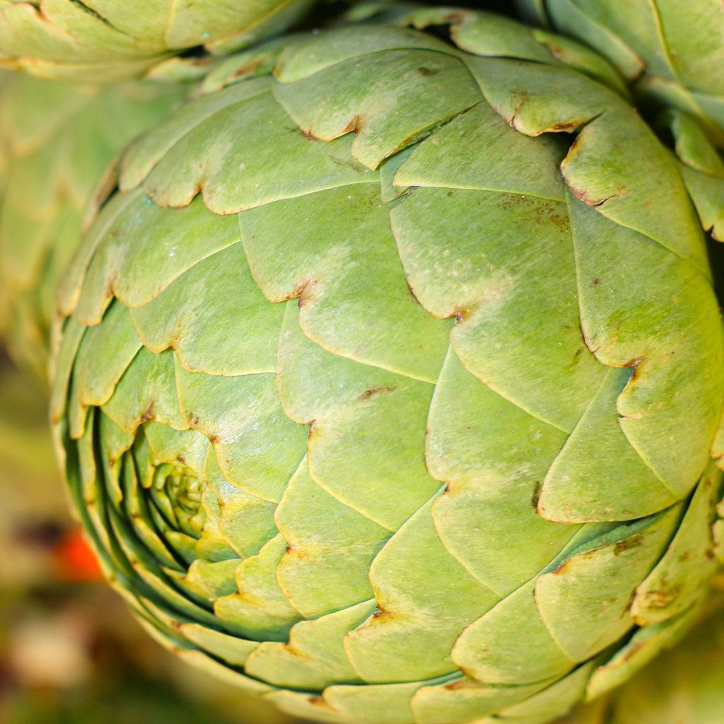 Carciofo Verde di Provenza