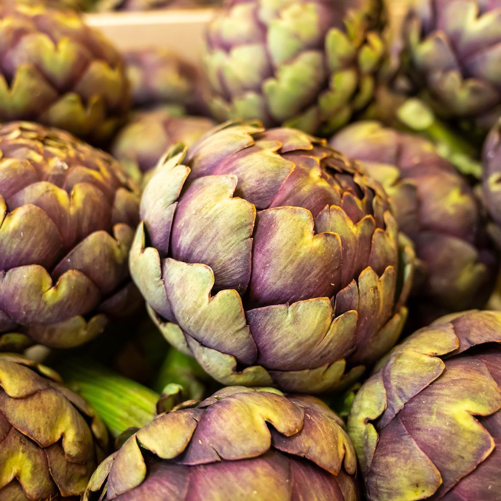 Carciofo Violetto di Provenza Bio - Ferme de Sainte Marthe