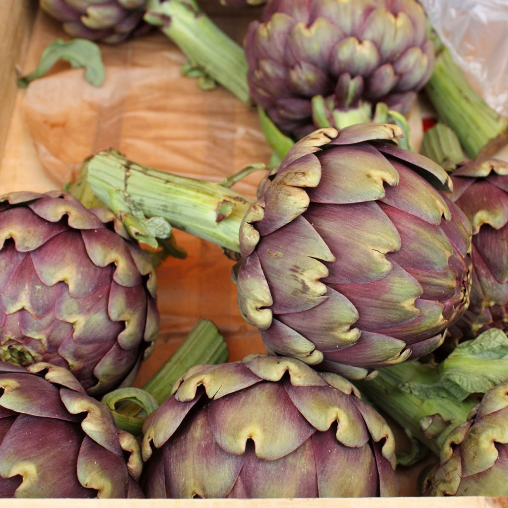 Carciofo Violetto di Provenza Bio - Ferme de Sainte Marthe