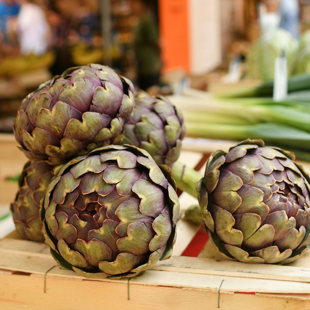 Carciofo Violetto di Provenza Bio - Ferme de Sainte Marthe