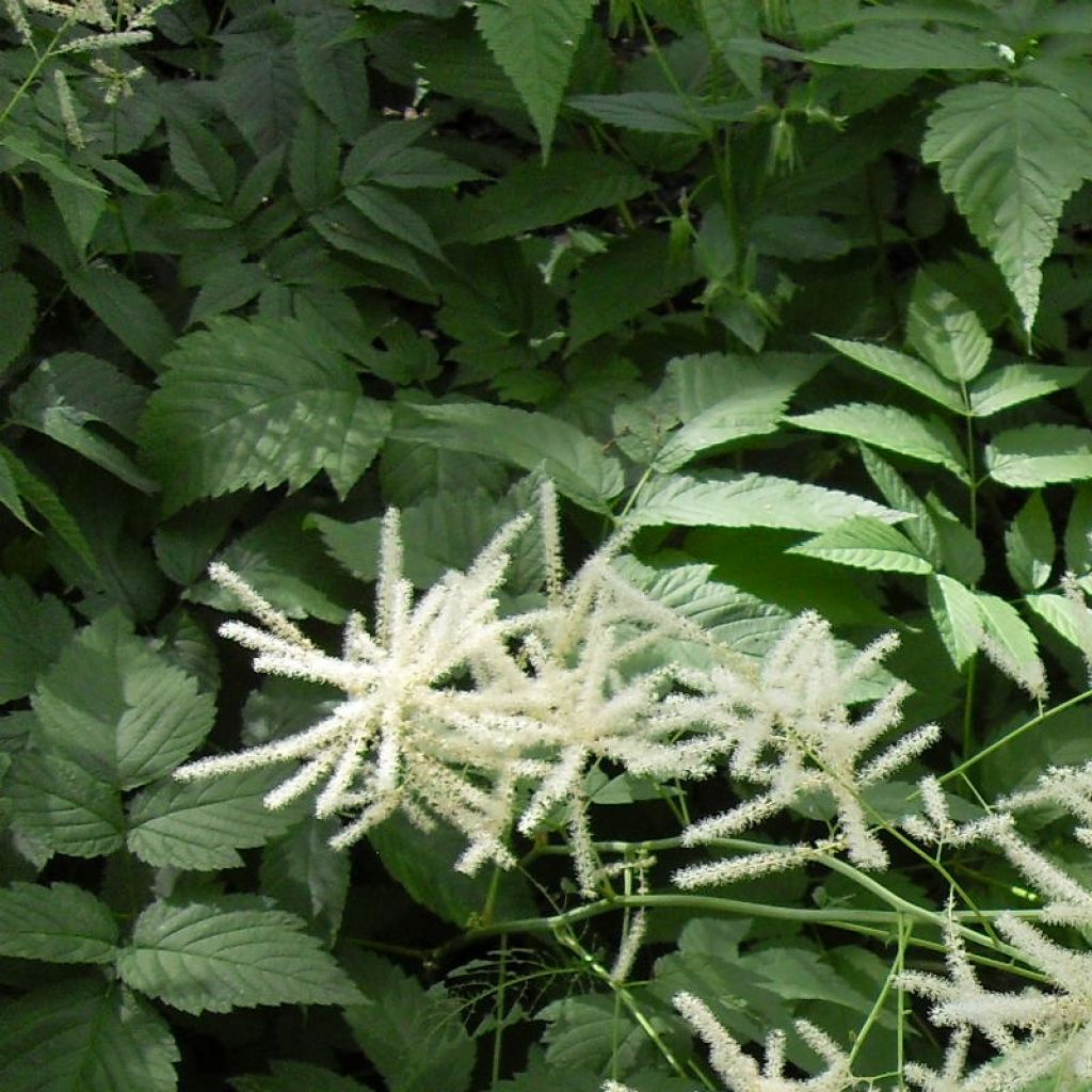 Aruncus dioicus var. kamtschaticus - Barba di capra