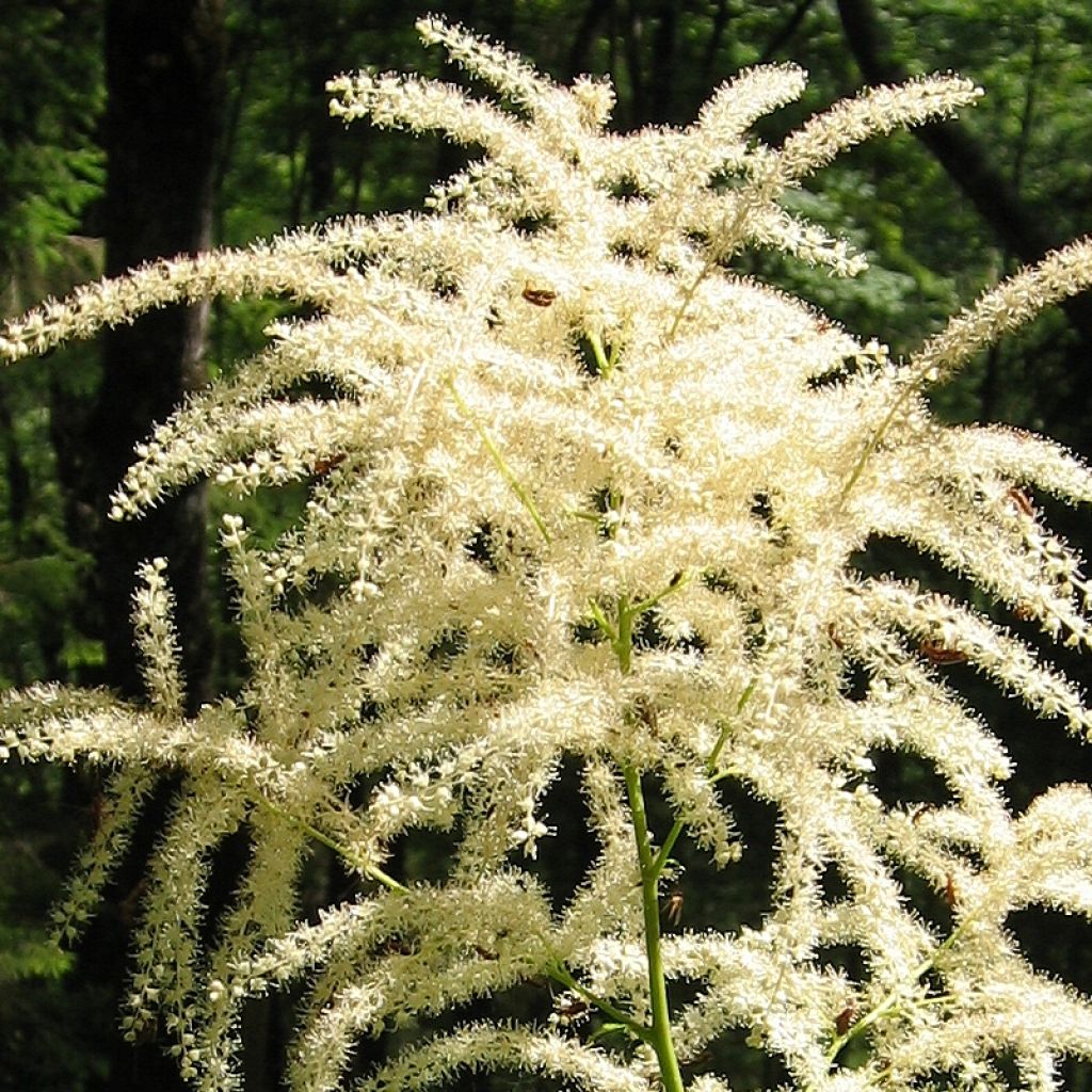 Aruncus dioicus var. kamtschaticus - Barba di capra
