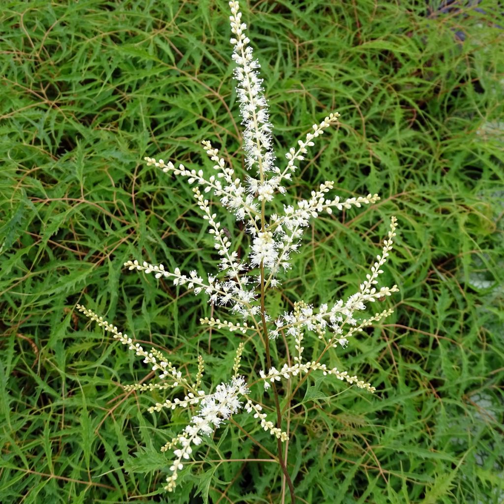 Aruncus dioicus Kneiffii - Barba di capra