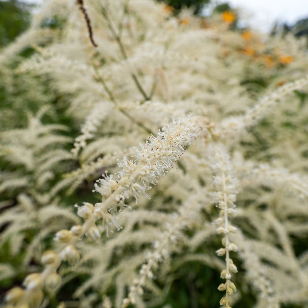 Aruncus dioicus Kneiffii - Barba di capra