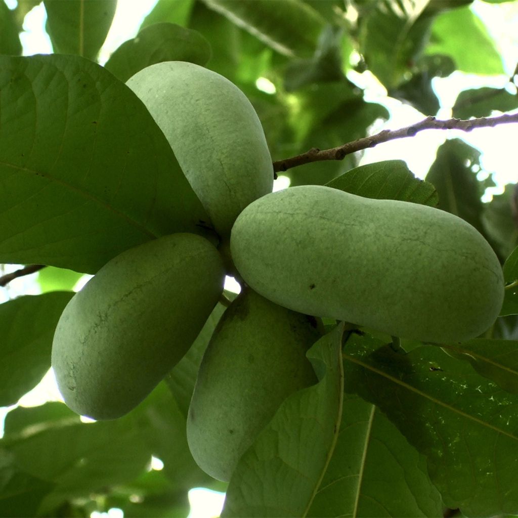 Asimina triloba Overlese - Asimina