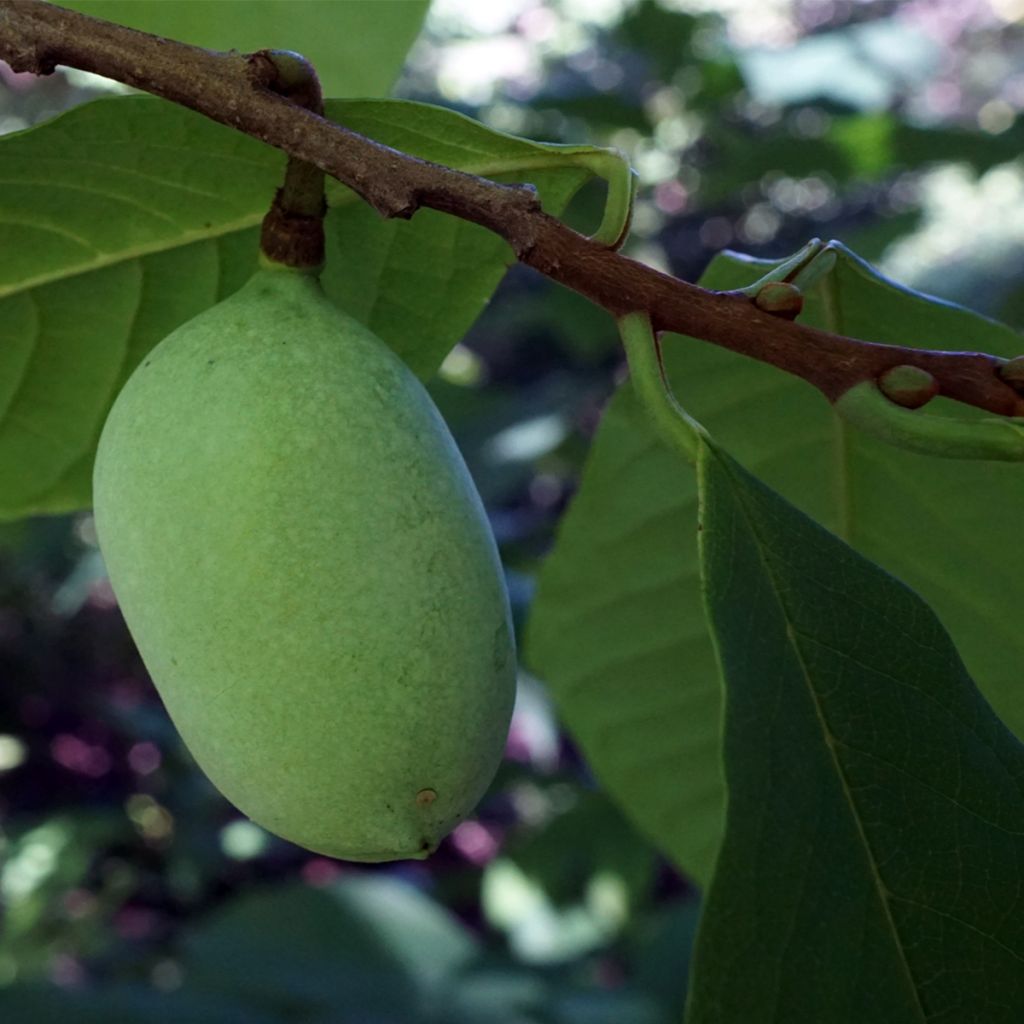 Asimina triloba Overlese - Asimina