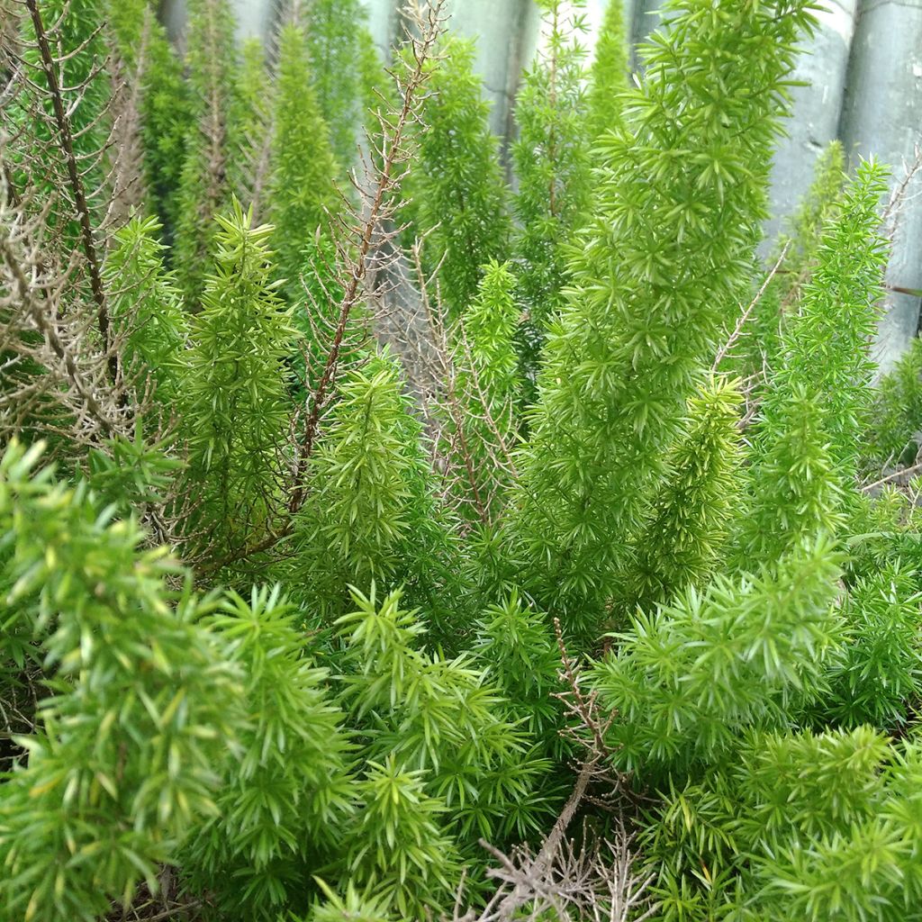 Asparagus densiflorus var. meyeri - Felce a coda di volpe