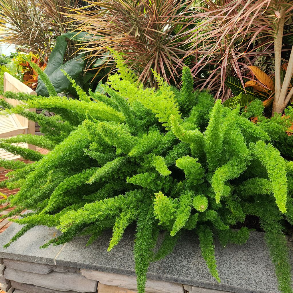 Asparagus densiflorus var. meyeri - Felce a coda di volpe