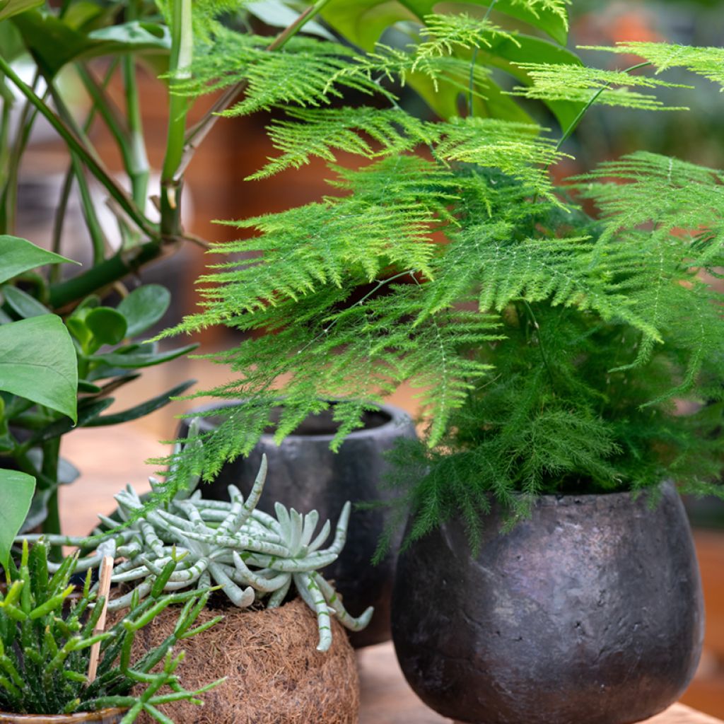 Asparagus plumosus - Asperge des fleuristes