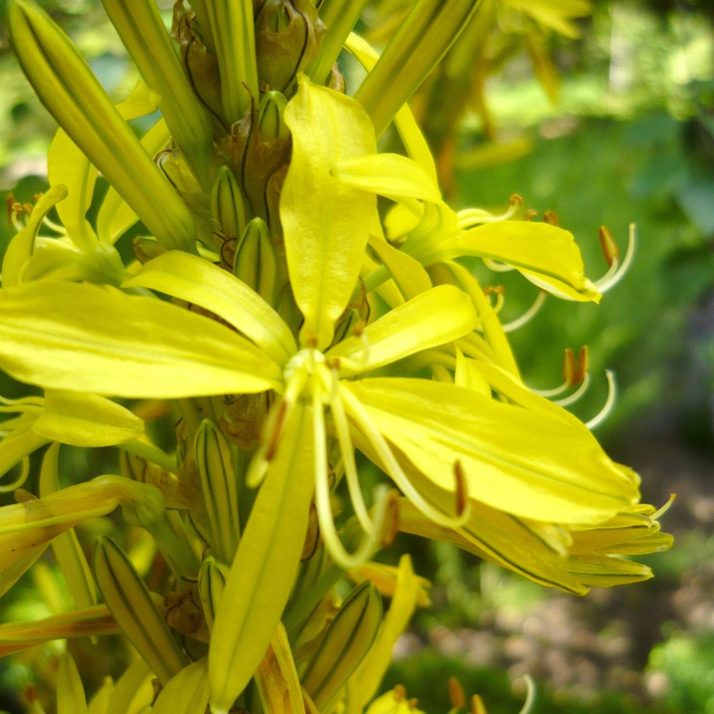 Asphodeline liburnica - Asfodelo della Liburnia