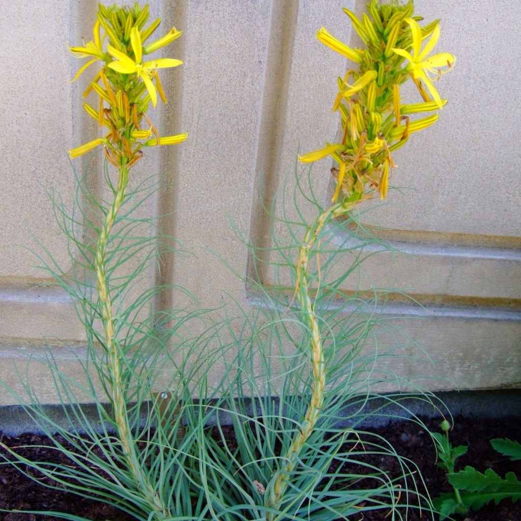 Asphodeline liburnica - Asfodelo della Liburnia