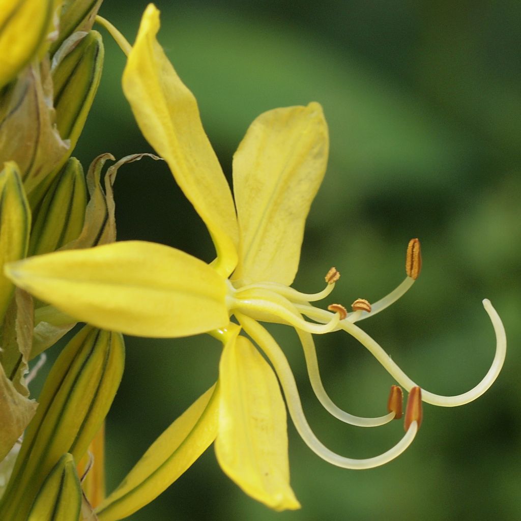Asphodeline liburnica - Asfodelo della Liburnia