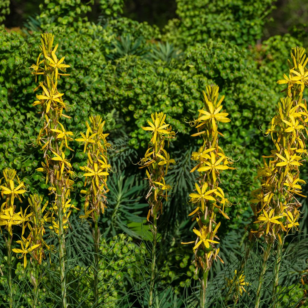 Asphodeline liburnica - Asfodelo della Liburnia