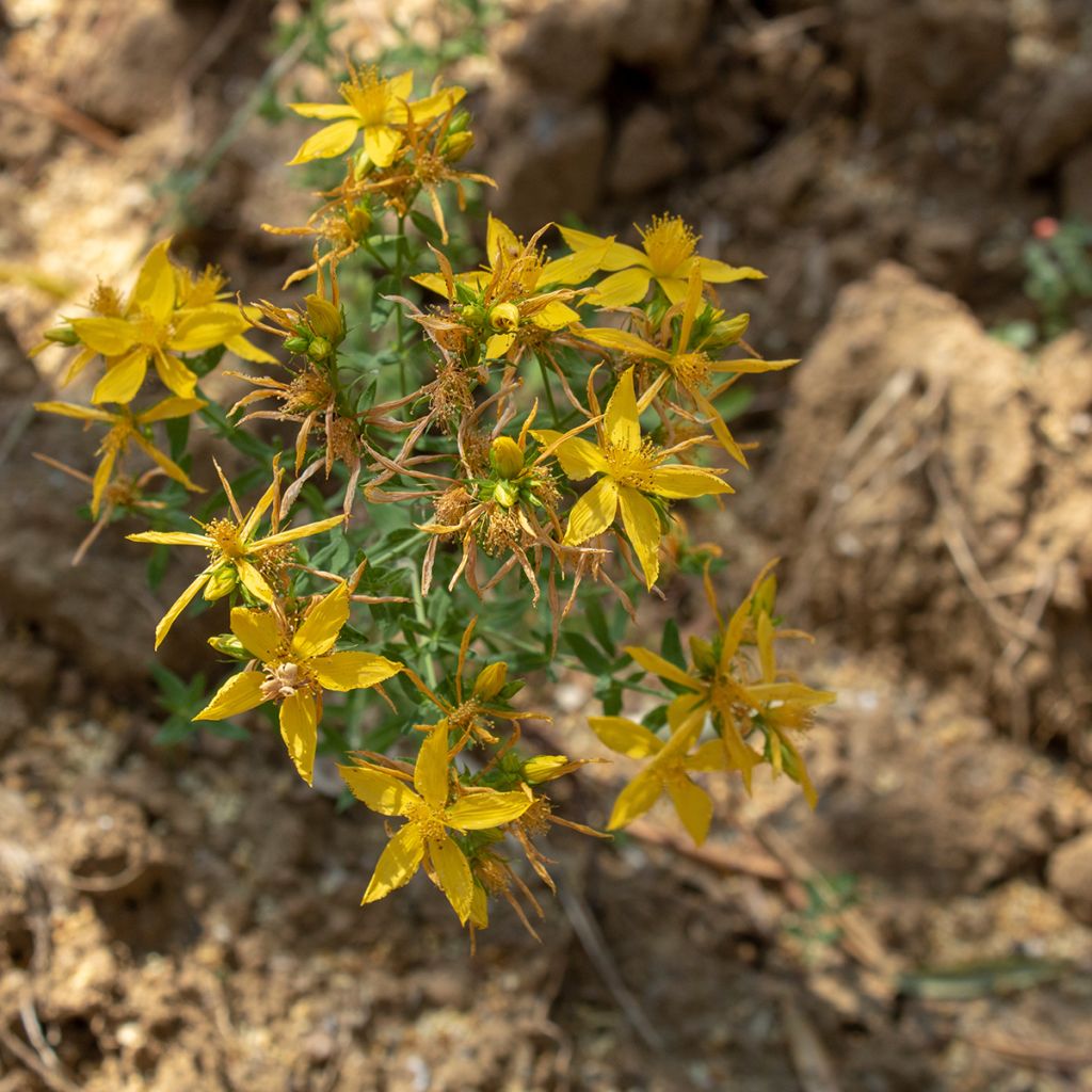Asphodeline liburnica - Asfodelo della Liburnia