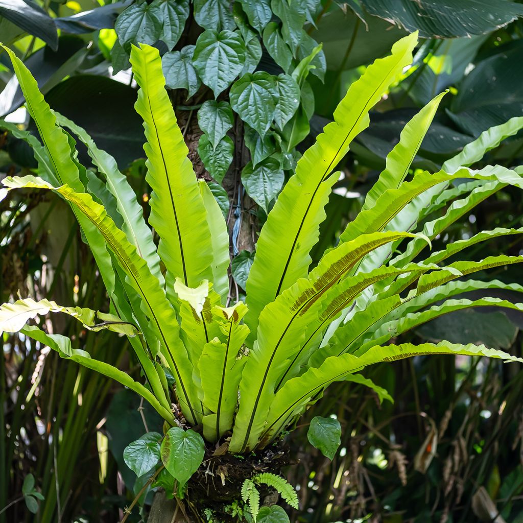 Asplenium nidus - Fougère nid d'oiseau