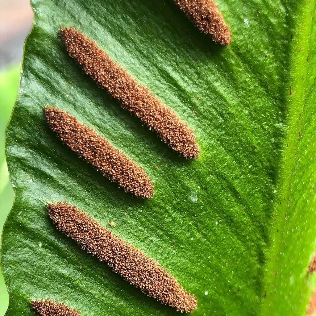 Phyllitis scolopendrium Angustifolia - Asplenio