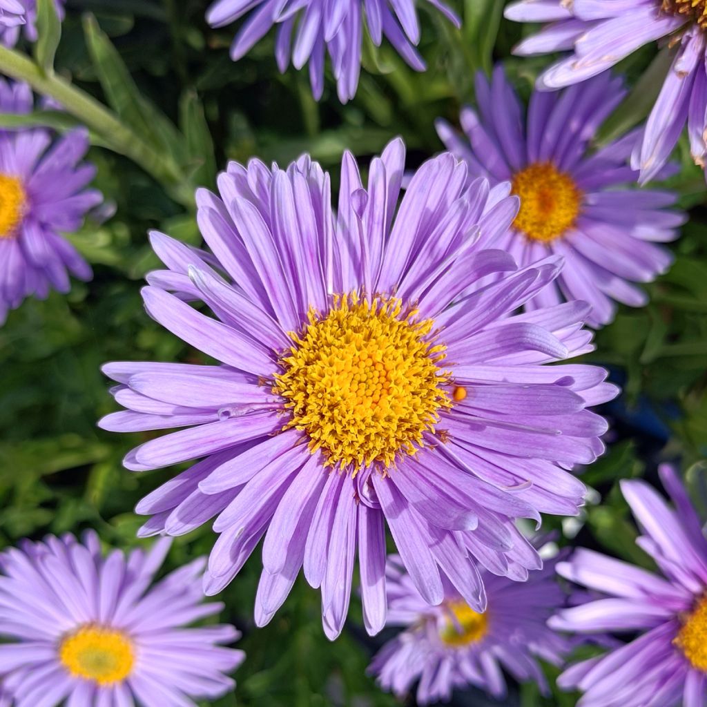 Aster alpinus Goliath - Astro alpino